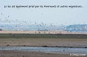 g01_Lac du Der-010txgw_GF